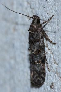 <i>Teleiopsis diffinis</i>