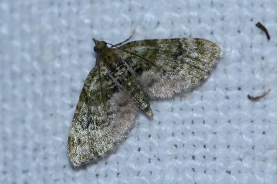 <i>Chloroclystis v-ata</i>