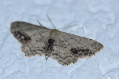 <i>Idaea dimidiata</i>