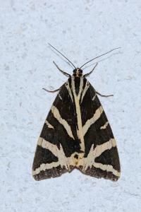 <i>Euplagia quadripunctaria</i>