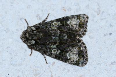 <i>Craniophora ligustri</i>