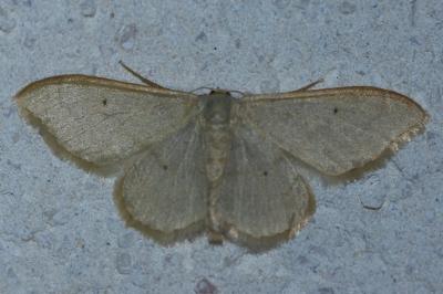 Idaea straminata