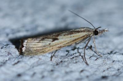 <i>Agriphila inquinatella</i>