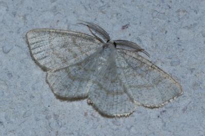 <i>Cabera exanthemata</i>