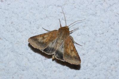 <i>Helicoverpa armigera</i>