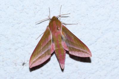 <i>Deilephila elpenor</i>