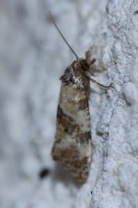 <i>Cochylis molliculana</i>