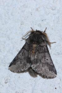 <i>Thaumetopoea processionea</i>