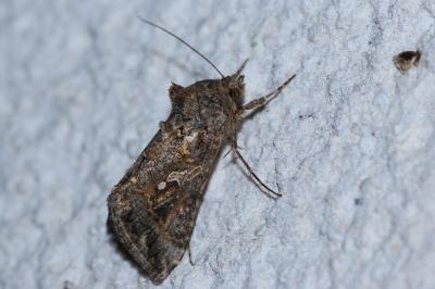 <i>Trichoplusia ni</i>