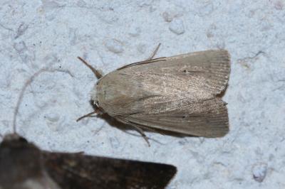 <i>Mythimna sicula</i>