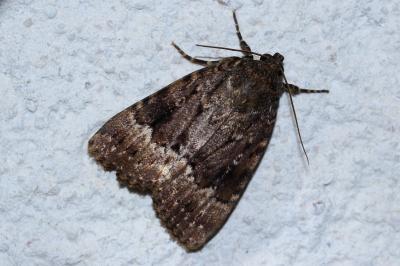 <i>Amphipyra pyramidea</i>