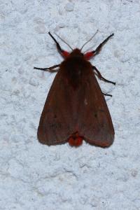 <i>Phragmatobia fuliginosa</i>