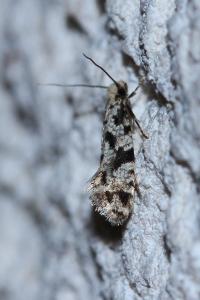 <i>Nemapogon</i>
