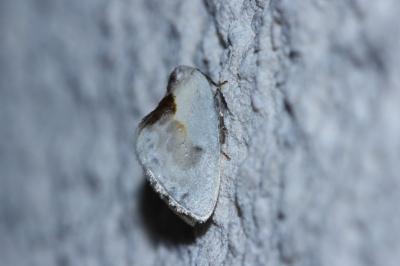 <i>Cilix glaucata</i>