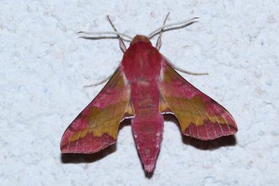 <i>Deilephila porcellus</i>