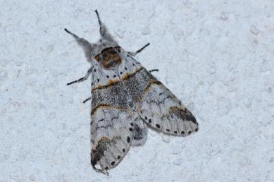 <i>Furcula furcula</i>