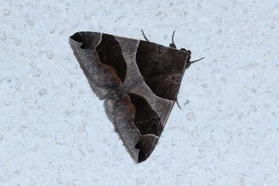 <i>Dysgonia algira</i>