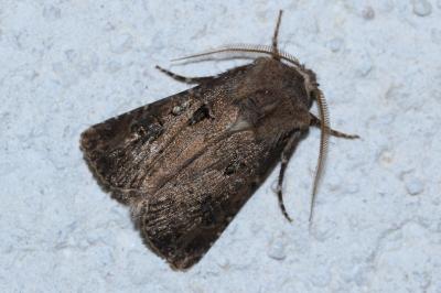 <i>Agrotis bigramma</i>