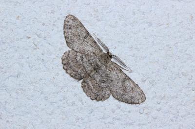 <i>Hypomecis punctinalis</i>