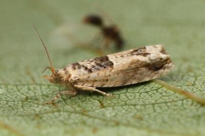 <i>Crocidosema plebejana</i>