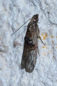 <i>Nephopterix angustella</i>