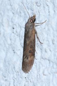 <i>Lamoria anella</i>