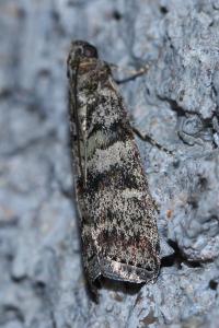<i>Dioryctria</i>