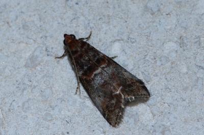 <i>Acrobasis advenella</i>