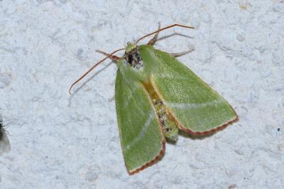<i>Pseudoips prasinanus</i>