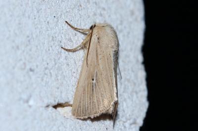 Mythimna sicula