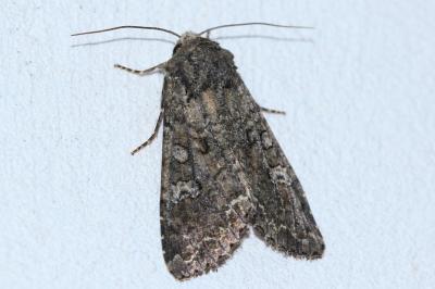 <i>Mamestra brassicae</i>