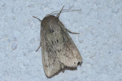 <i>Leucania obsoleta</i>