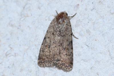 <i>Caradrina clavipalpis</i>