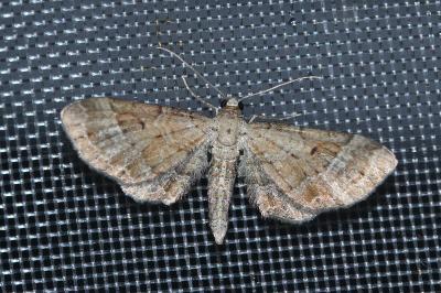 <i>Eupithecia simpliciata</i>
