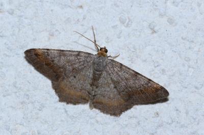 <i>Macaria liturata</i>
