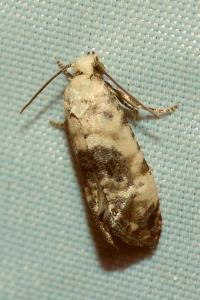<i>Cochylis posterana</i>
