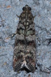 <i>Dioryctria</i>