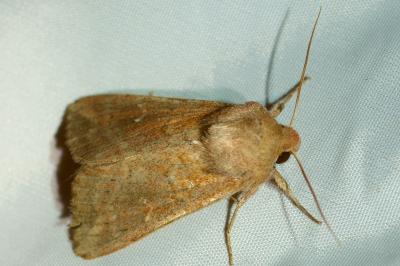<i>Mythimna ferrago</i>