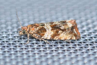 <i>Celypha cespitana</i>