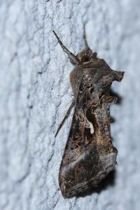 <i>Autographa gamma</i>