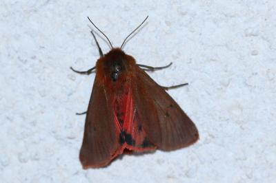 <i>Phragmatobia fuliginosa</i>