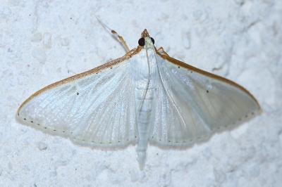 <i>Palpita vitrealis</i>