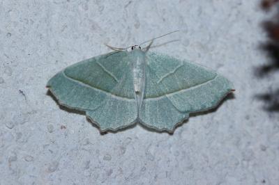 <i>Campaea margaritaria</i>