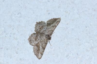 <i>Chiasmia aestimaria</i>