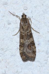 <i>Nomophila noctuella</i>