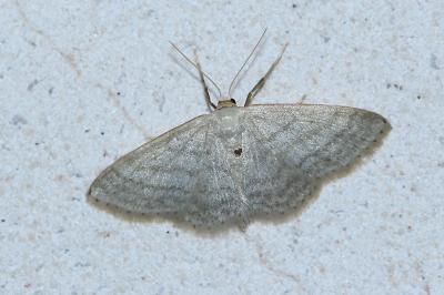 <i>Idaea subsericeata</i>