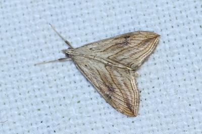 <i>Evergestis forficalis</i>