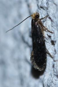<i>Monopis laevigella</i>