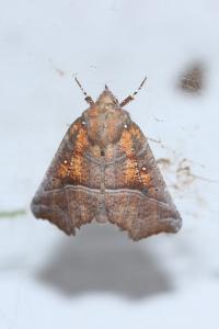 <i>Scoliopteryx libatrix</i>