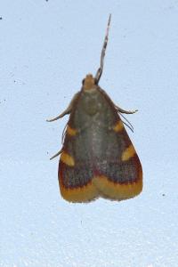 <i>Hypsopygia costalis</i>